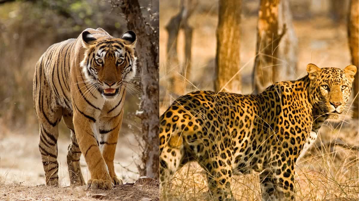 कान्हा टाइगर रिजर्व में मिला 11 माह की बाघिन का शव, आपसी संघर्ष में मौत की आशंका