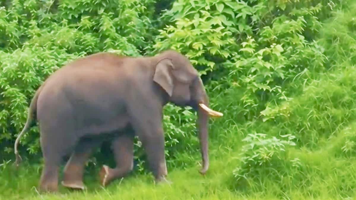 सतपुड़ा और देलाखारी के जंगलों में हाथी की आंखमिचौली; ग्रामीणों में दहशत, बिजली बंद