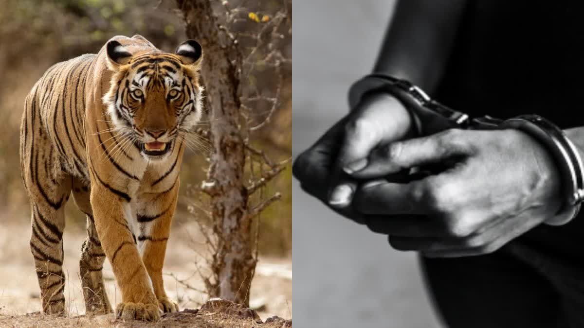 5 राज्यों में फैला था बाघ शिकारियों का नेटवर्क, कटनी-शहडोल से दबोचा गया मुख्य आरोपी और उसकी पत्नी