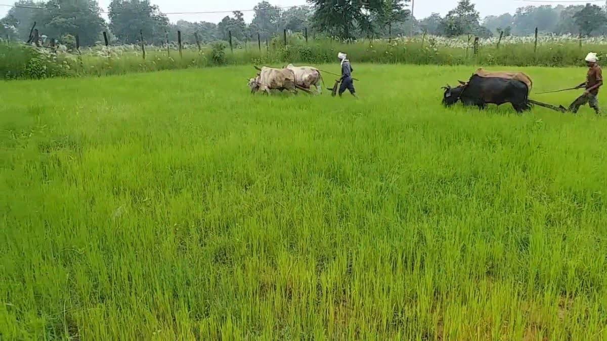 धान के पत्ते पीले पड़ रहे हैं? शहडोल के किसानों के लिए कृषि वैज्ञानिक डॉ. नितिन सिंघई की खास सलाह