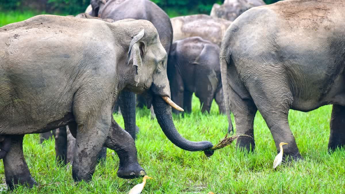शहडोल में मानव-हाथी संघर्ष रोकने की अनूठी पहल; डीएफओ ने कलेक्टर को सौंपी प्रभावित परिवारों की सूची