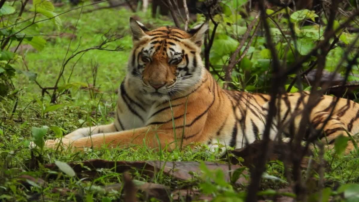 कैनाइन डिस्टेंपर वायरस की आशंका हुई खारिज, विशेषज्ञ डॉक्टरों ने बाघिन को घोषित किया पूरी तरह फिट