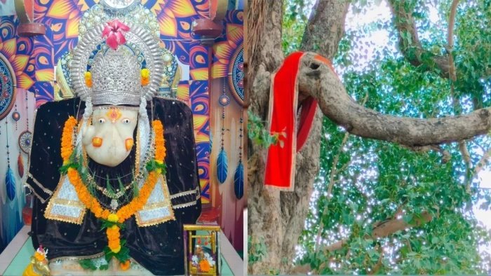 नरसिंहपुर के श्री गणेश देवस्थानम् का अद्भुत चमत्कार, बरगद के पेड़ पर प्राकृतिक रूप से उबरे बप्पा