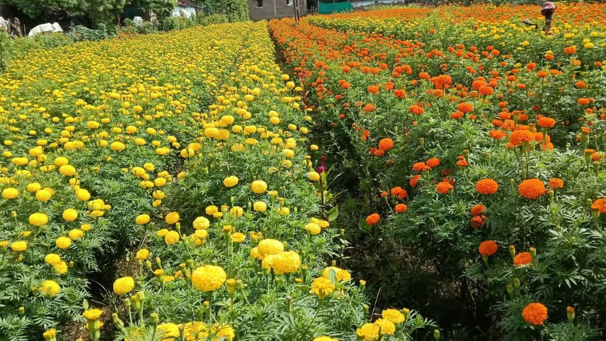 नाबार्ड और CIDA का MEDP प्रोग्राम लाया रंग; खेती के साथ बिजनेस सीखकर स्वावलंबी बनीं सागर की महिलाएं