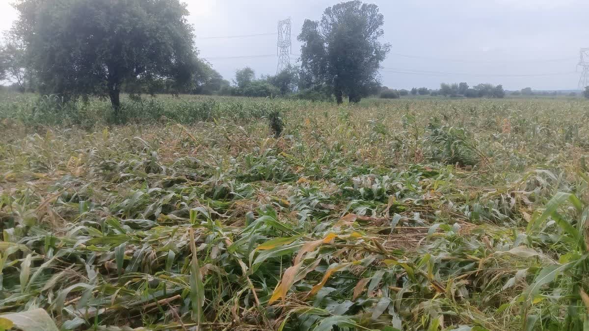 जाते-जाते मानसून ने रुलाया! सागर जिले में तेज आंधी और बारिश से बिछीं फसलें, किसान बेहाल