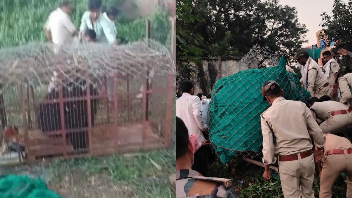बोदरली वन परिक्षेत्र में 3 दिन से पेड़ पर डेरा डाले बैठी मादा रीछ का सफल रेस्क्यू, ग्रामीणों ने ली राहत की सांस