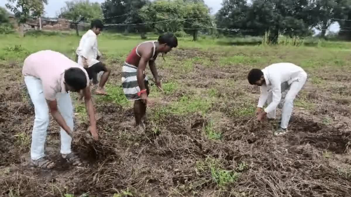 छतरपुर में लगातार बारिश से उड़द, तिल और मूंगफली की फसल बर्बाद, किसानों ने लगाई मुआवजे की गुहार