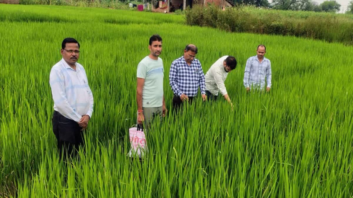 सीधी में धान की फसल पर पत्ती लपेटक (लीफ फोल्डर) कीट का खतरा बढ़ा, कृषि विभाग ने किसानों को किया सतर्क