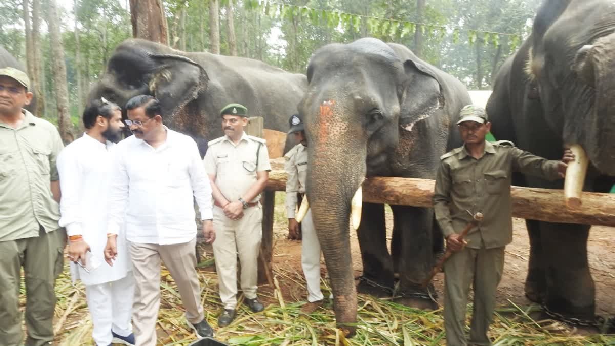कान्हा नेशनल पार्क में 6 दिवसीय हाथी रीजुविनेशन कैंप का समापन; 16 हाथियों ने ली मालिश और स्पेशल डाइट