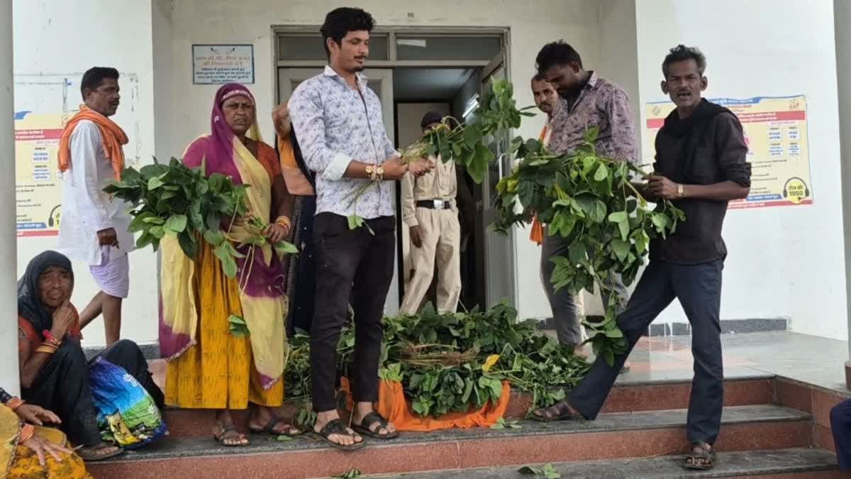 रतलाम में ₹12,000 क्विंटल का बीज खरीदकर ठगे गए किसान, 90 दिन बाद भी फसल में नहीं आई फली