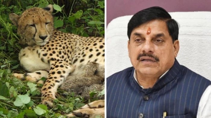 गांधीसागर में बढ़ी चीतों की कुनबा संख्या; अब कुल 4 चीते, बोत्सवाना से आई मादा चीता CCB 2 हुई रिलीज