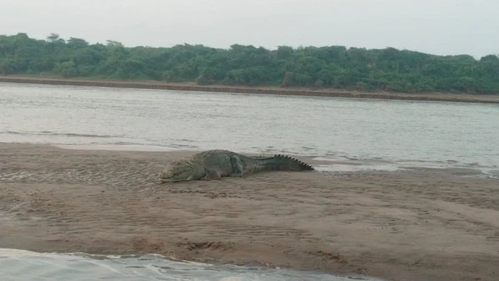 रामेश्वर धाम में चंबल नदी सफारी की तैयारी, घड़ियाल और मगरमच्छ देखने का मिलेगा मौका