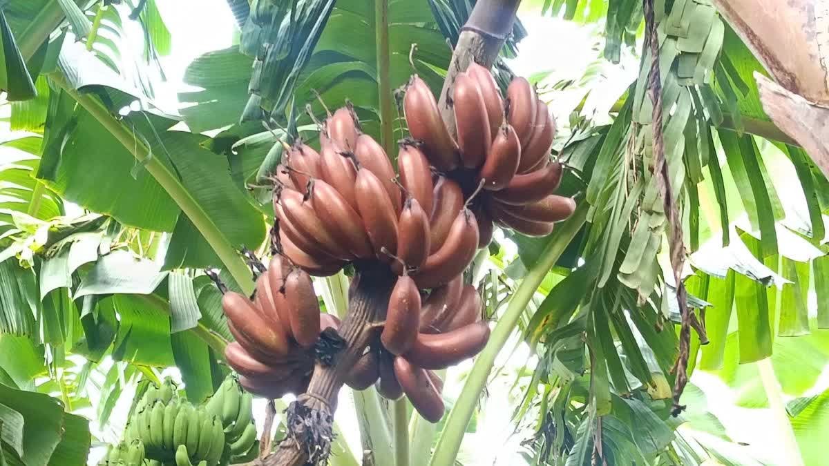 बुरहानपुर में केला कटाई के बाद प्लास्टिक कचरा छोड़ने वालों को चेतावनी; मंडी सचिव जारी करेंगे टोल-फ्री नंबर
