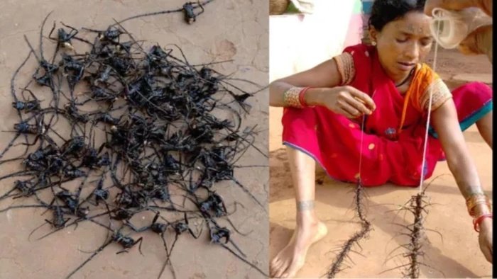 डिंडौरी में साल के जंगलों पर मंडराया संकट, 19 लाख से अधिक 'साल बोरर' कीटों का हुआ संग्रहण