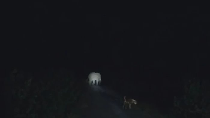 वन विभाग की लेटती के खिलाफ ग्रामीणों में भारी आक्रोश, सूचना के घंटों बाद भी नहीं पहुंची रेस्क्यू टीम