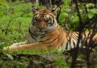कैनाइन डिस्टेंपर वायरस की आशंका हुई खारिज, विशेषज्ञ डॉक्टरों ने बाघिन को घोषित किया पूरी तरह फिट