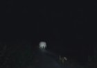 वन विभाग की लेटती के खिलाफ ग्रामीणों में भारी आक्रोश, सूचना के घंटों बाद भी नहीं पहुंची रेस्क्यू टीम