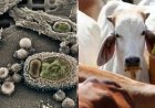 ग्वालियर में लंपी का प्रकोप बेकाबू; 25 हजार से अधिक मवेशियों के टीकाकरण के बाद भी मौतों का आंकड़ा बढ़ा