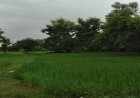 भारत में धान के खेतों से हर साल निकल रही 97 लाख टन मीथेन, IISER भोपाल की स्टडी में खुलासा