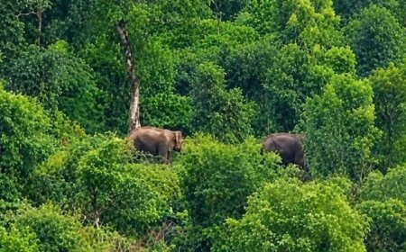 बांधवगढ़ से भटककर 250 किमी दूर प्रयागराज पहुंचे हाथी, ग्रामीण इलाकों में फैली दहशत