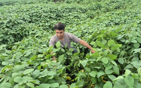 सड़क किनारे के खेतों में अफलन की समस्या, 40 से अधिक किसानों की फसल हुई प्रभावित
