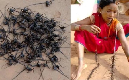 डिंडौरी में साल के जंगलों पर मंडराया संकट, 19 लाख से अधिक 'साल बोरर' कीटों का हुआ संग्रहण