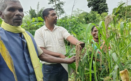आधुनिक दौर में भी प्राचीन बीजों का संरक्षण कर रहे शहडोल के किसान, जानिए क्या है आदिवासियों की सेहत का राज