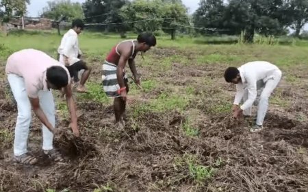 छतरपुर में लगातार बारिश से उड़द, तिल और मूंगफली की फसल बर्बाद, किसानों ने लगाई मुआवजे की गुहार