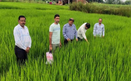 सीधी में धान की फसल पर पत्ती लपेटक (लीफ फोल्डर) कीट का खतरा बढ़ा, कृषि विभाग ने किसानों को किया सतर्क