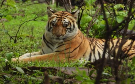 कैनाइन डिस्टेंपर वायरस की आशंका हुई खारिज, विशेषज्ञ डॉक्टरों ने बाघिन को घोषित किया पूरी तरह फिट
