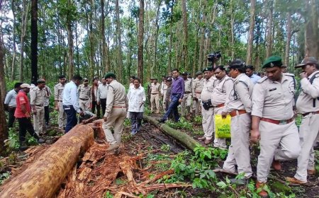 अमरकंटक और डिंडोरी के जंगलों में साल बोरर कीट का खतरनाक अटैक, 9500 से ज्यादा संक्रमित पेड़ों को काटने की मिली अनुमति