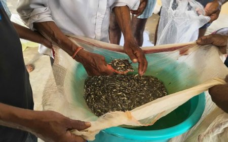 मैहर के पोड़ी शासकीय मत्स्य केंद्र में 2.50 करोड़ बीज बिक्री का लक्ष्य, 6 जिलों में भारी मांग