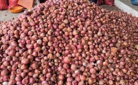 किसानों को नहीं मिल रहा प्याज की तेजी का पूरा लाभ, बिचौलियों की चांदी, खुदरा बाजार में दाम आसमान पर