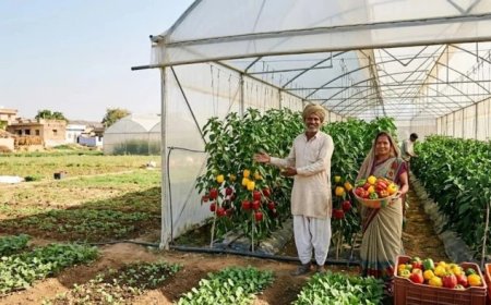 खरगोन बैंक ऑफ बड़ौदा में 33 फर्जी लोन प्रकरण; फर्जी पॉलीहाउस घोटाले में बिल्डर व बैंक अफसर नामजद