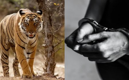 5 राज्यों में फैला था बाघ शिकारियों का नेटवर्क, कटनी-शहडोल से दबोचा गया मुख्य आरोपी और उसकी पत्नी