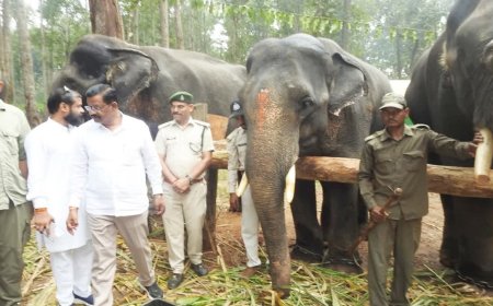 कान्हा नेशनल पार्क में 6 दिवसीय हाथी रीजुविनेशन कैंप का समापन; 16 हाथियों ने ली मालिश और स्पेशल डाइट