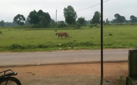 लिंगा-चीनी रोड पर दिखा बाघ, ग्रामीणों में दहशत का माहौल; ट्रैप कैमरे और ड्रोन से रखी जा रही नजर