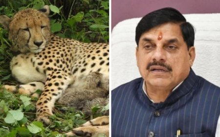 गांधीसागर में बढ़ी चीतों की कुनबा संख्या; अब कुल 4 चीते, बोत्सवाना से आई मादा चीता CCB 2 हुई रिलीज