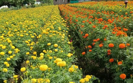 नाबार्ड और CIDA का MEDP प्रोग्राम लाया रंग; खेती के साथ बिजनेस सीखकर स्वावलंबी बनीं सागर की महिलाएं
