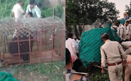 बोदरली वन परिक्षेत्र में 3 दिन से पेड़ पर डेरा डाले बैठी मादा रीछ का सफल रेस्क्यू, ग्रामीणों ने ली राहत की सांस