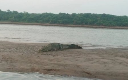 रामेश्वर धाम में चंबल नदी सफारी की तैयारी, घड़ियाल और मगरमच्छ देखने का मिलेगा मौका