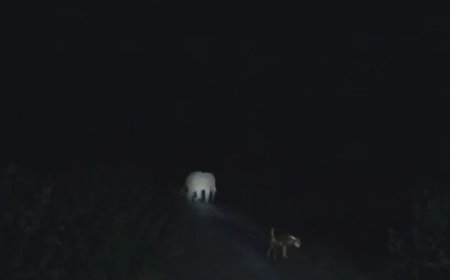 वन विभाग की लेटती के खिलाफ ग्रामीणों में भारी आक्रोश, सूचना के घंटों बाद भी नहीं पहुंची रेस्क्यू टीम