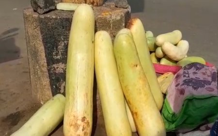 कड़कनाथ के बाद अब झाबुआ की 'बालम ककड़ी' बनी आकर्षण का केंद्र, पहाड़ी खेतों में बिना खाद के होती है पैदावार