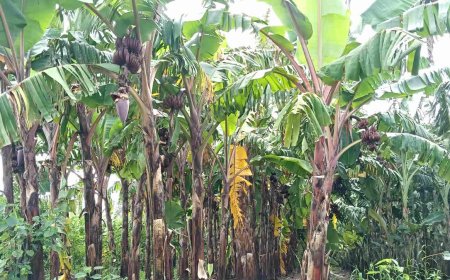 लाल केले के वेस्टेज तने से निकलेगा प्राकृतिक लाल रंग और चमकदार रेशा, स्व-सहायता समूह की महिलाओं को मिलेगा रोजगार
