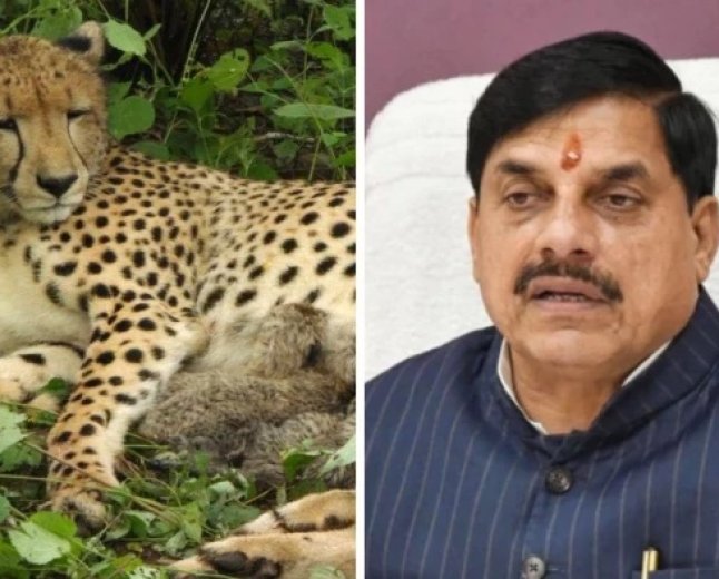 गांधीसागर में बढ़ी चीतों की कुनबा संख्या; अब कुल 4 चीते, बोत्सवाना से आई मादा चीता CCB 2 हुई रिलीज
