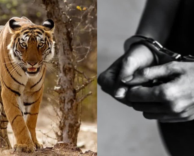5 राज्यों में फैला था बाघ शिकारियों का नेटवर्क, कटनी-शहडोल से दबोचा गया मुख्य आरोपी और उसकी पत्नी