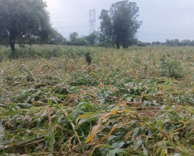 जाते-जाते मानसून ने रुलाया! सागर जिले में तेज आंधी और बारिश से बिछीं फसलें, किसान बेहाल