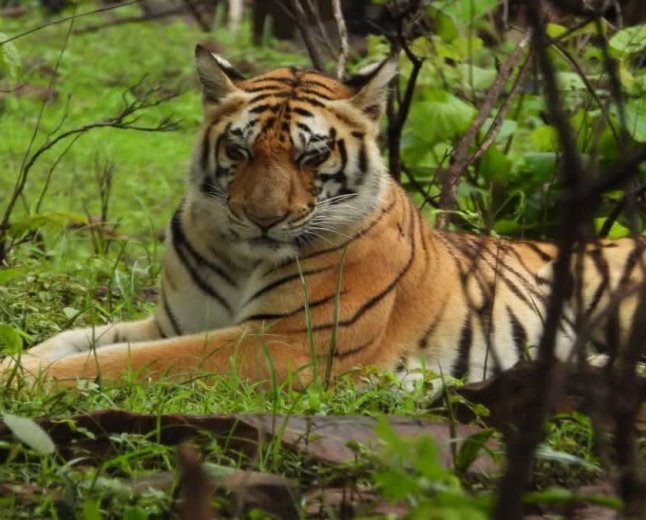 कैनाइन डिस्टेंपर वायरस की आशंका हुई खारिज, विशेषज्ञ डॉक्टरों ने बाघिन को घोषित किया पूरी तरह फिट