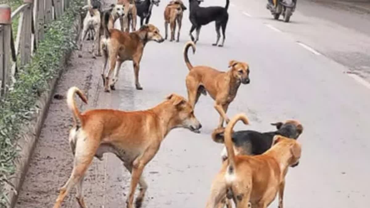 शाहजहांनाबाद में आवारा कुत्तों के झुंड ने 8 साल के बच्चे पर बोला हमला, हमीदिया अस्पताल में सर्जरी