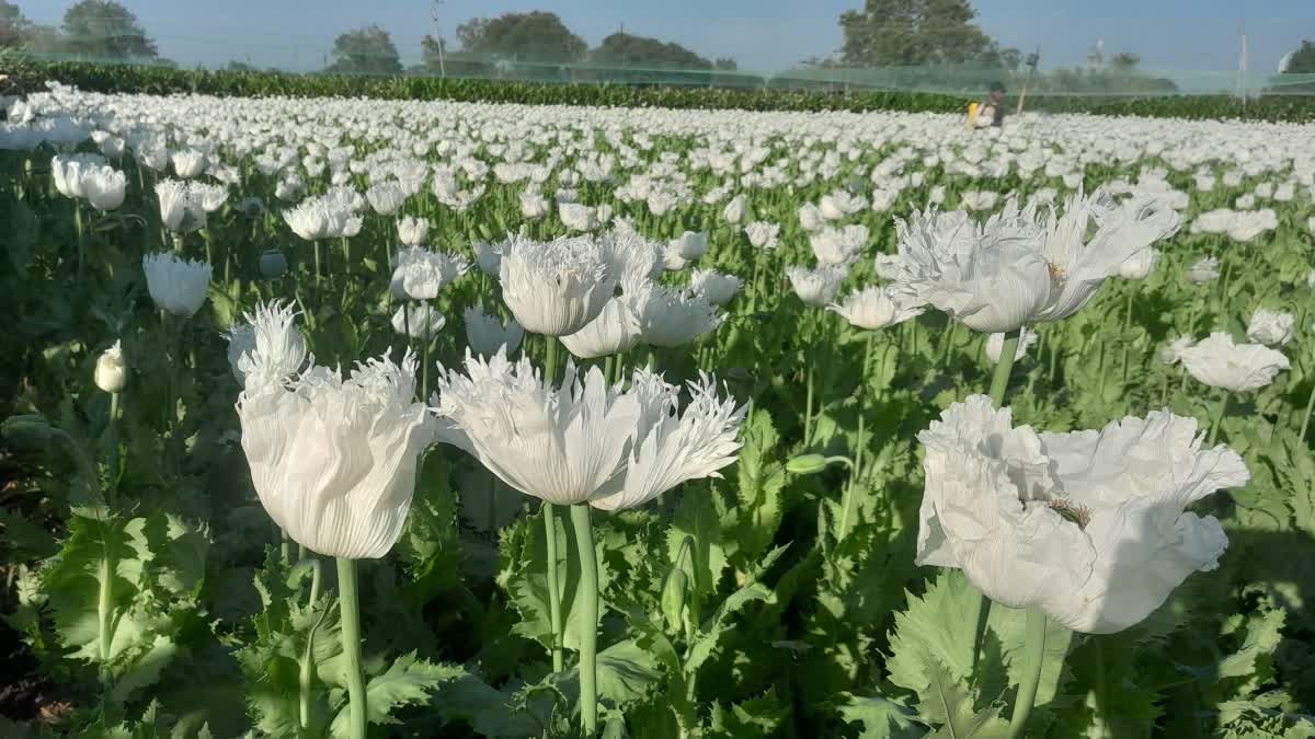 केंद्र सरकार ने जारी की नई अफीम नीति 2026, 28 साल बाद किसानों को मिले पट्टे; खिले चेहरे